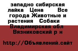 западно сибирская лайка › Цена ­ 0 - Все города Животные и растения » Собаки   . Владимирская обл.,Вязниковский р-н